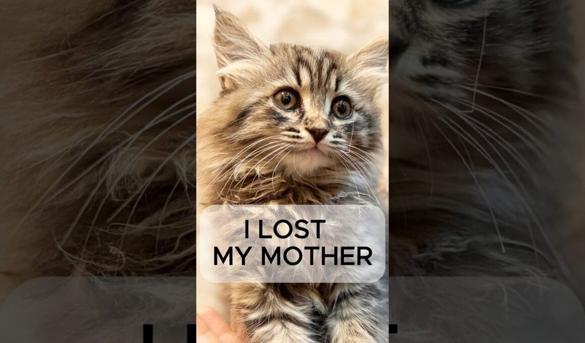 I LOST  MY MOTHER🥲🥲#cute #kitten #cat #meow #cutebaby #funny #cats