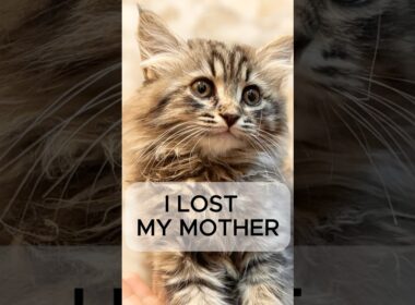 I LOST  MY MOTHER🥲🥲#cute #kitten #cat #meow #cutebaby #funny #cats