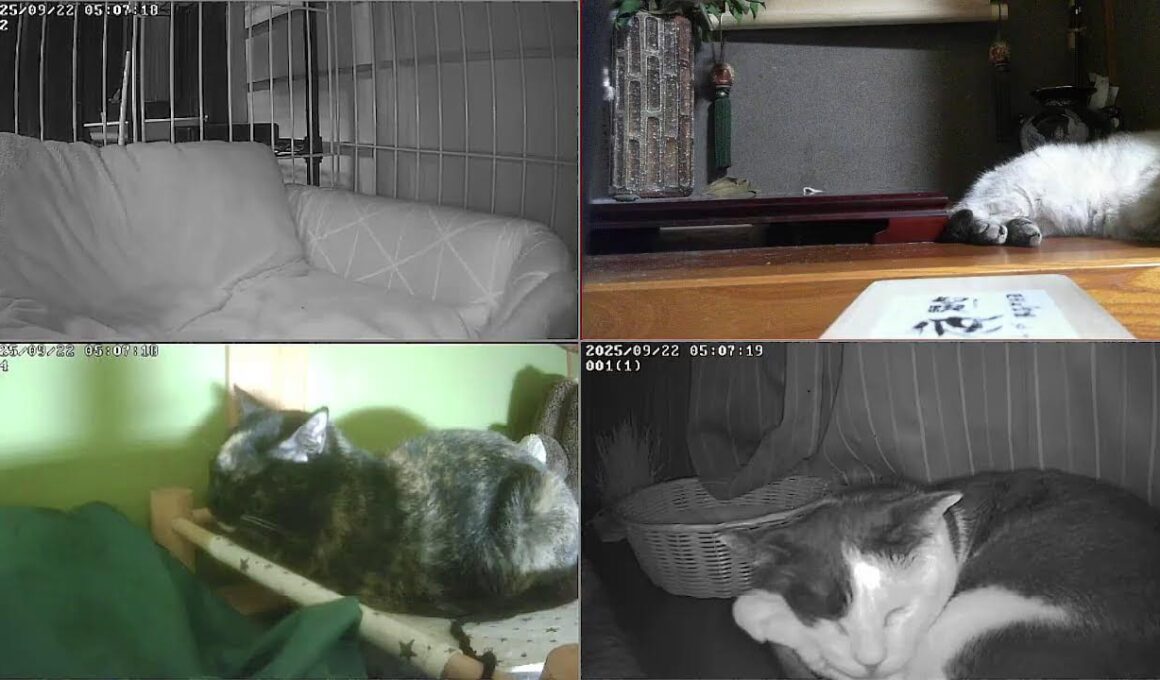 【24時間365日猫ライブ】　犬好きが猫を保護した結果こうなりました　野良猫から家猫へ 　保護猫5匹　 cat live