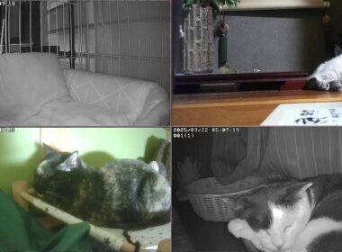 【24時間365日猫ライブ】　犬好きが猫を保護した結果こうなりました　野良猫から家猫へ 　保護猫5匹　 cat live