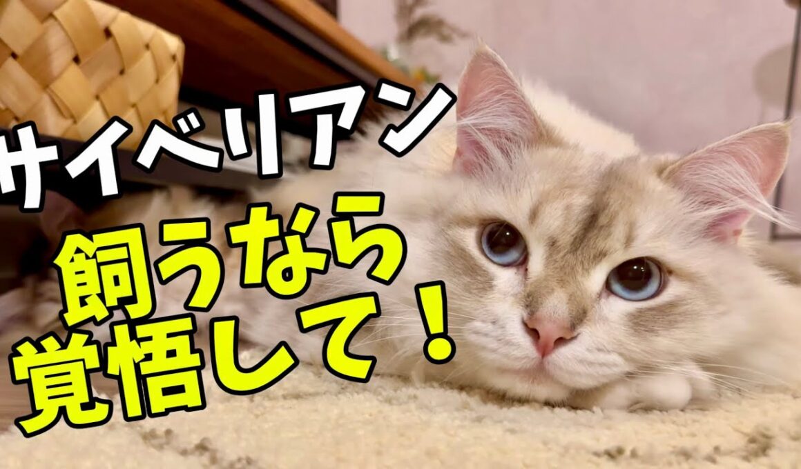 サイベリアン飼うと大変！5選　サイベリアンと暮らして分かった覚悟しないといけないことを解説