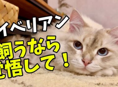 サイベリアン飼うと大変！5選　サイベリアンと暮らして分かった覚悟しないといけないことを解説