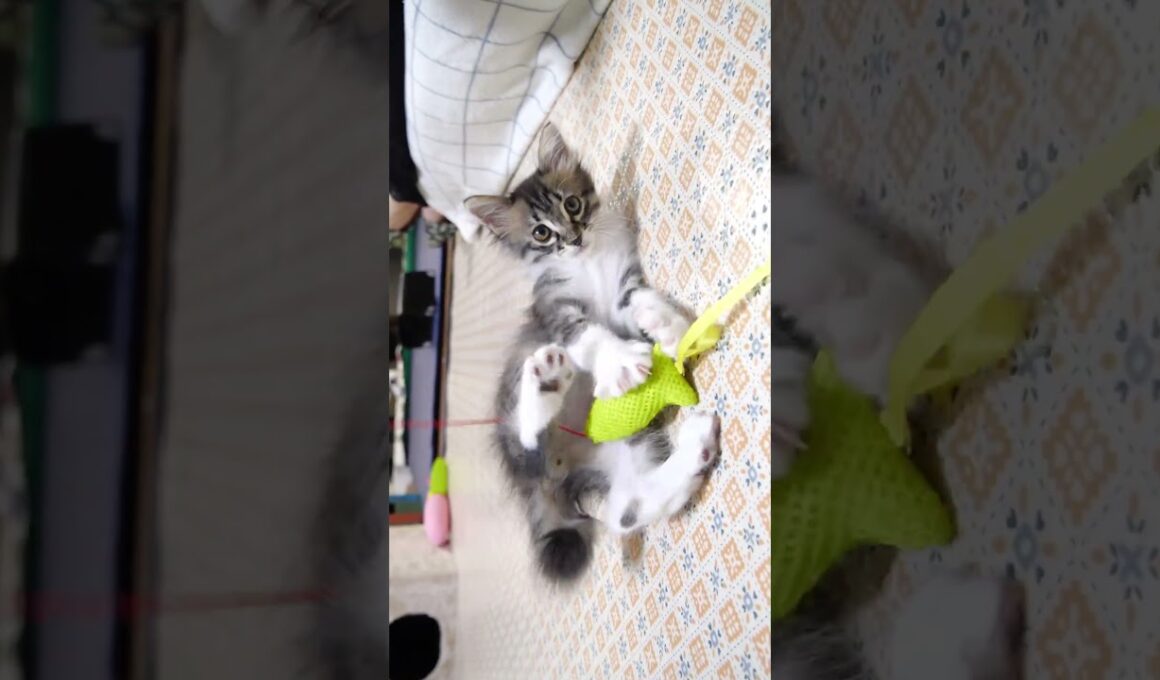 猫じゃらしに夢中になる子猫さん【赤ちゃん猫　保護猫】
