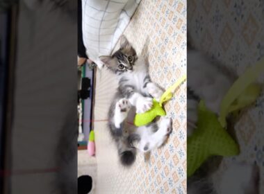 猫じゃらしに夢中になる子猫さん【赤ちゃん猫　保護猫】