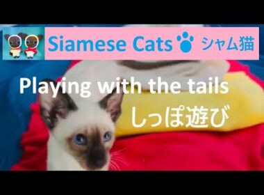 Siamese Kittens Play with their tails　シャム子猫たちがしっぽ遊び