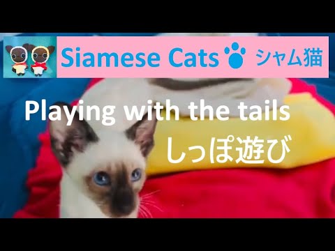 Siamese Kittens Play with their tails　シャム子猫たちがしっぽ遊び