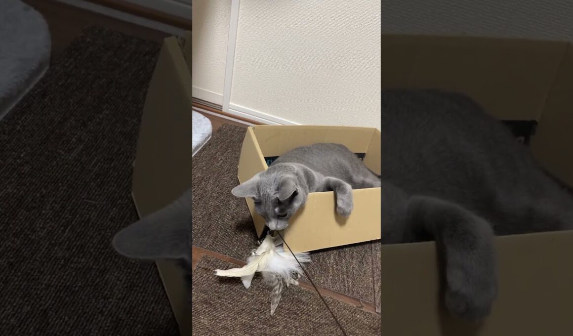 #ロシアンブルー #cat #猫のいる暮らし