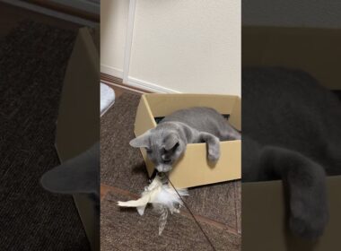 #ロシアンブルー #cat #猫のいる暮らし