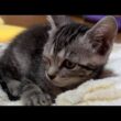 一生懸命に病気と闘っている子猫LIVE