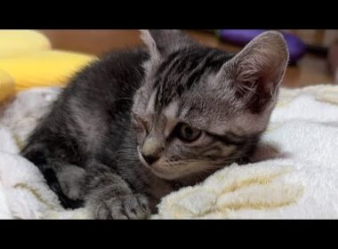 一生懸命に病気と闘っている子猫LIVE