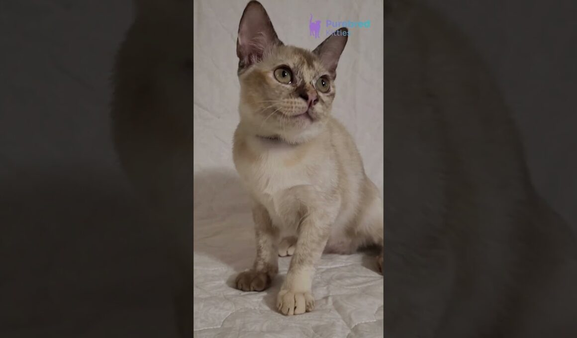 Meet Neisy: Sweet Chocolate Tortoise Burmese Kitten 🍫 Full of Charm & Playfulness! #BurmeseKitten