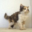セルカークレックス子猫　Selkirk Rex　2025.5.28産まれ　キャリコ　三毛猫　巻き毛　女の子　シーダキャット猫のお店