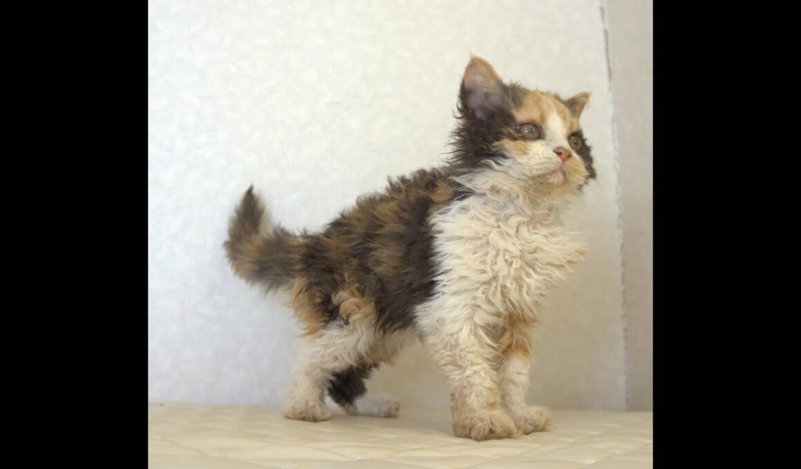 セルカークレックス子猫　Selkirk Rex　2025.5.28産まれ　キャリコ　三毛猫　巻き毛　女の子　シーダキャット猫のお店