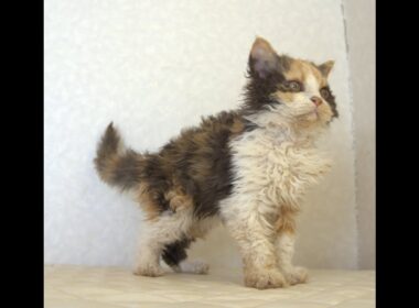 セルカークレックス子猫　Selkirk Rex　2025.5.28産まれ　キャリコ　三毛猫　巻き毛　女の子　シーダキャット猫のお店