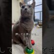 【ロシアンブルー】めろん〜一生懸命ベル🛎️押してますが🫢【猫】#shorts
