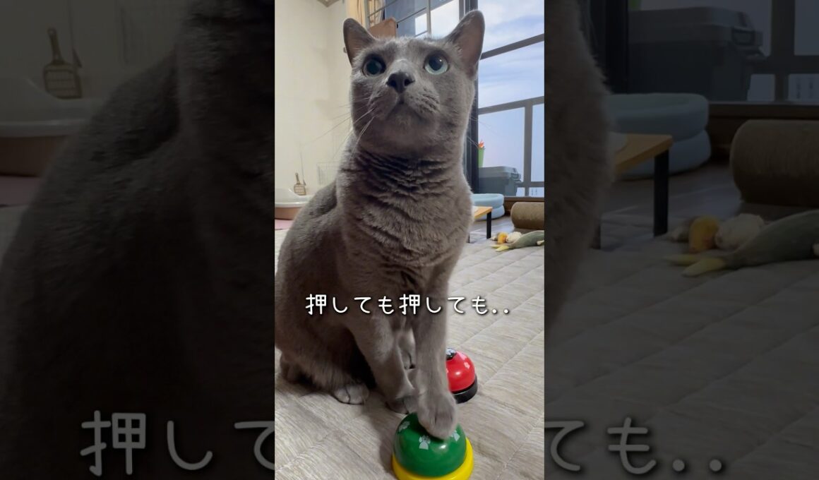 【ロシアンブルー】めろん〜一生懸命ベル🛎️押してますが🫢【猫】#shorts