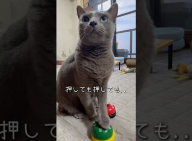 【ロシアンブルー】めろん〜一生懸命ベル🛎️押してますが🫢【猫】#shorts