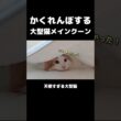 猫のかくれんぼが可愛過ぎる！ #メインクーン #猫 #猫のいる暮らし#cat #mainecoon #catlover​  #catshorts​ #cute​ #cutecat​ #fyp​