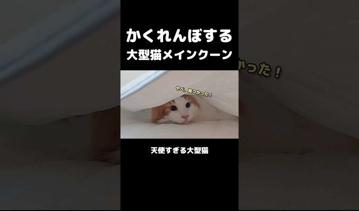 猫のかくれんぼが可愛過ぎる！ #メインクーン #猫 #猫のいる暮らし#cat #mainecoon #catlover​  #catshorts​ #cute​ #cutecat​ #fyp​