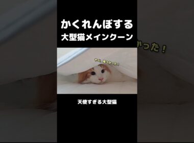 猫のかくれんぼが可愛過ぎる！ #メインクーン #猫 #猫のいる暮らし#cat #mainecoon #catlover​  #catshorts​ #cute​ #cutecat​ #fyp​