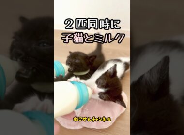 【投げ捨てられた子猫】シンクロ授乳に癒やされる・再🥰 | ねこせん