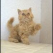セルカークレックス子猫　Selkirk Rex　2025.5.28産まれ　レッドタビー　巻き毛　セミロング　男の子　シーダキャット猫のお店