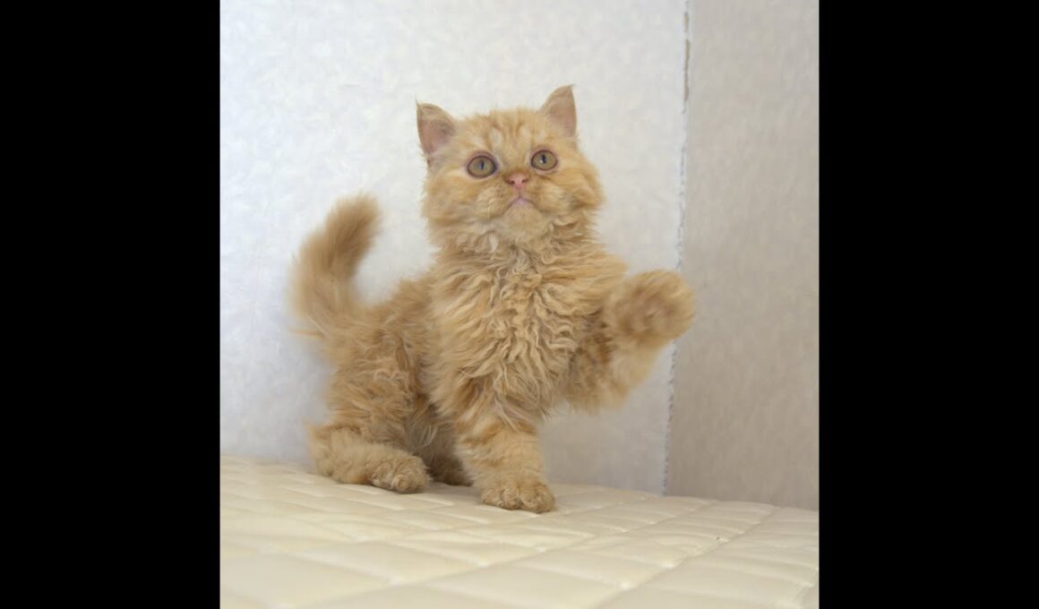 セルカークレックス子猫　Selkirk Rex　2025.5.28産まれ　レッドタビー　巻き毛　セミロング　男の子　シーダキャット猫のお店