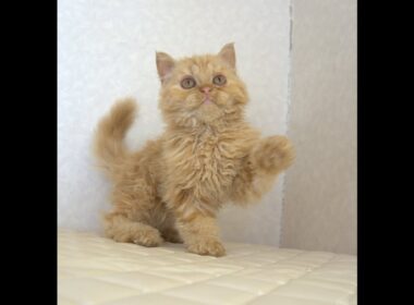 セルカークレックス子猫　Selkirk Rex　2025.5.28産まれ　レッドタビー　巻き毛　セミロング　男の子　シーダキャット猫のお店