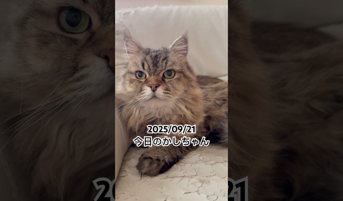 2025/09/21今日のかしちゃん #猫 #ペルシャ #カシス #cat #猫のいる暮らし