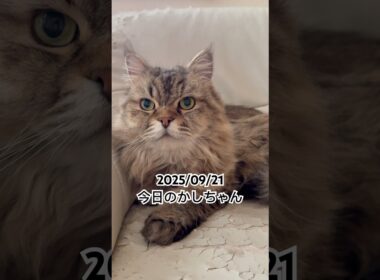 2025/09/21今日のかしちゃん #猫 #ペルシャ #カシス #cat #猫のいる暮らし