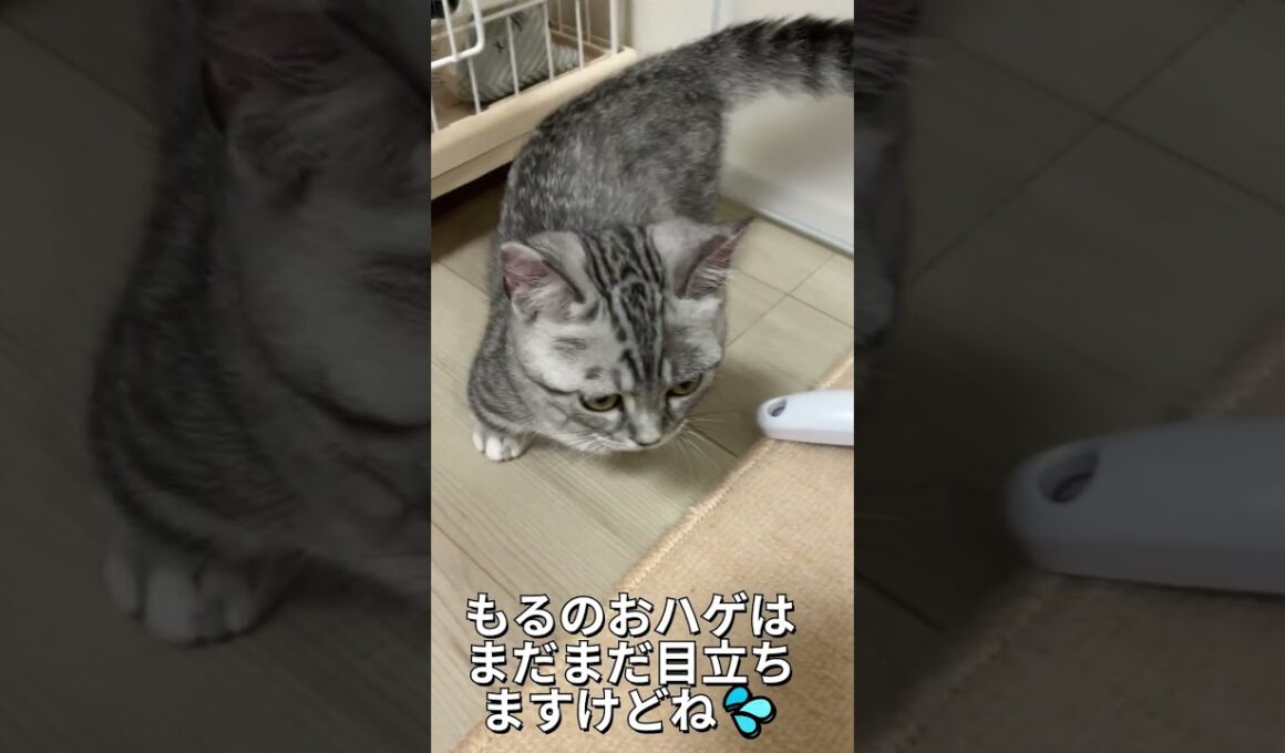 子猫の兄弟まるもるお迎え４９日目猫カビ😿⑮