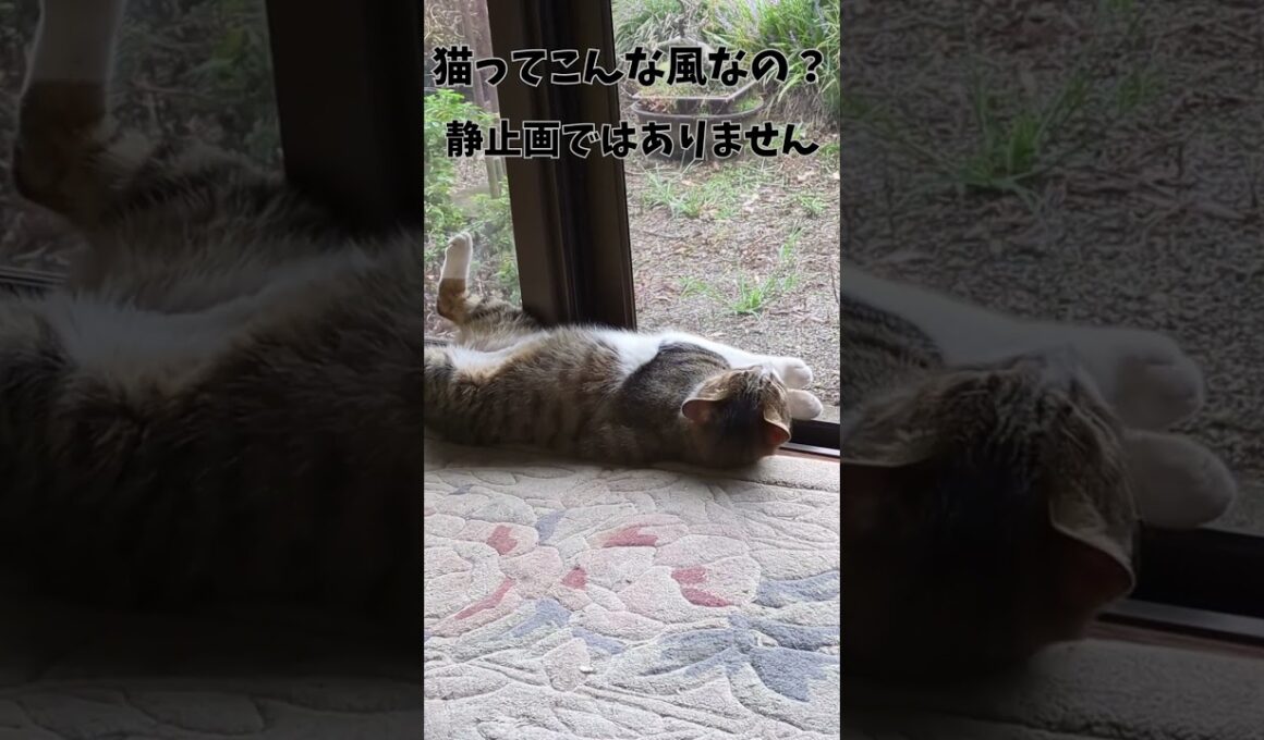 ねこさんの警戒心とは #cat