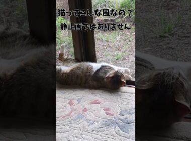 ねこさんの警戒心とは #cat
