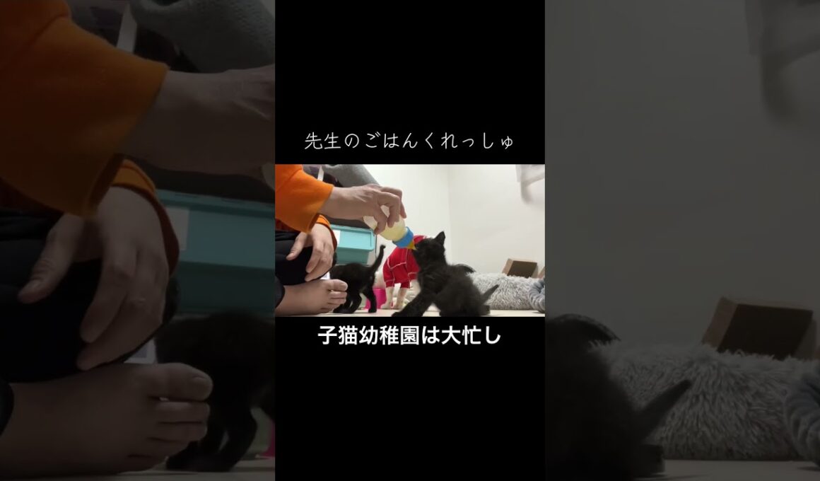 子猫幼稚園は大忙し（再編集）   #cat #kitten #猫 #子猫 #ねこ #こねこ #保護猫 #猫のいる暮らし #shorts