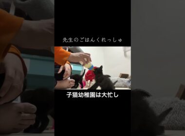 子猫幼稚園は大忙し（再編集）   #cat #kitten #猫 #子猫 #ねこ #こねこ #保護猫 #猫のいる暮らし #shorts