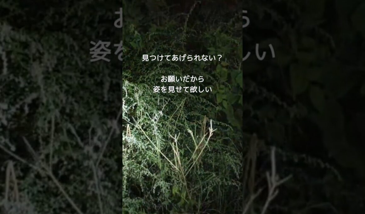 お願い、姿を見せて！草むらから聞こえる子猫の声…  #shorts #保護猫 #子猫