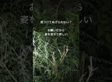 お願い、姿を見せて！草むらから聞こえる子猫の声…  #shorts #保護猫 #子猫