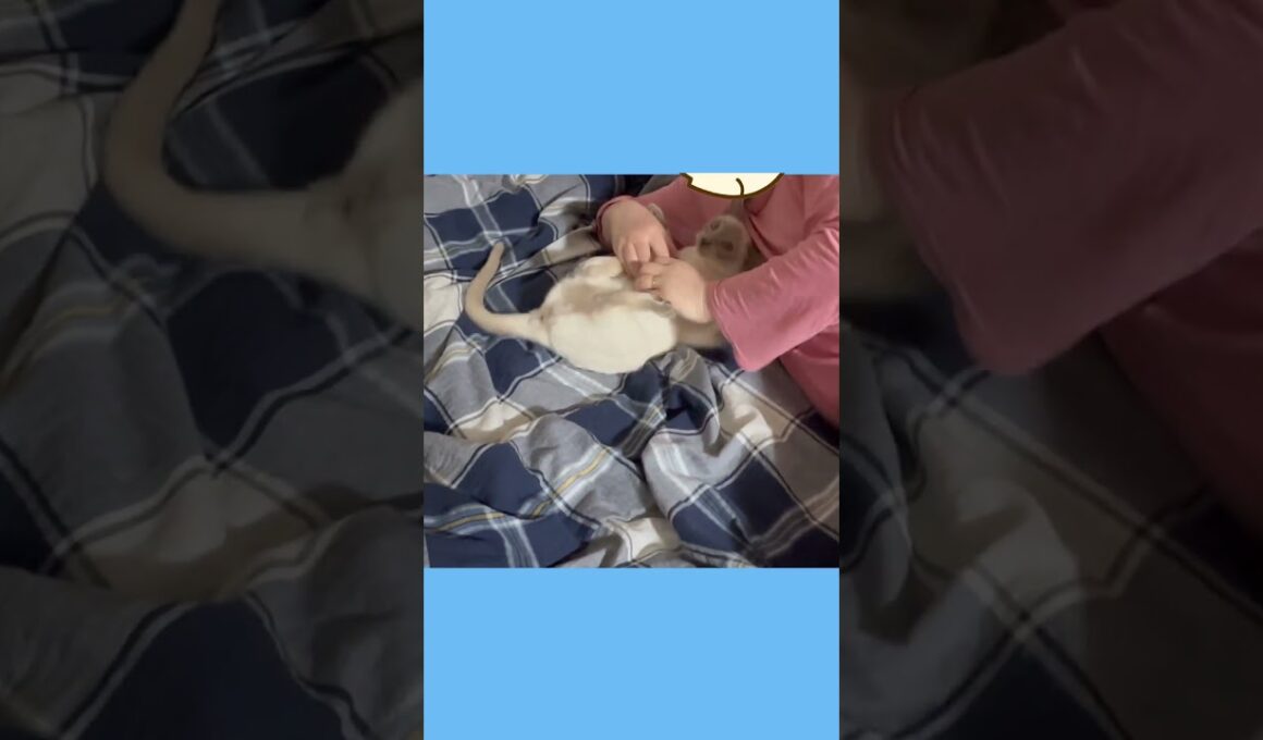 ラクトくんの甘噛み攻撃😼パパとじゃれ合う10秒間💥Lacto’s Playful Bites 😼 10-Second Fun with Dad 💥 #猫 #トンキニーズ #甘噛み