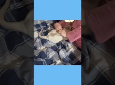 ラクトくんの甘噛み攻撃😼パパとじゃれ合う10秒間💥Lacto’s Playful Bites 😼 10-Second Fun with Dad 💥 #猫 #トンキニーズ #甘噛み