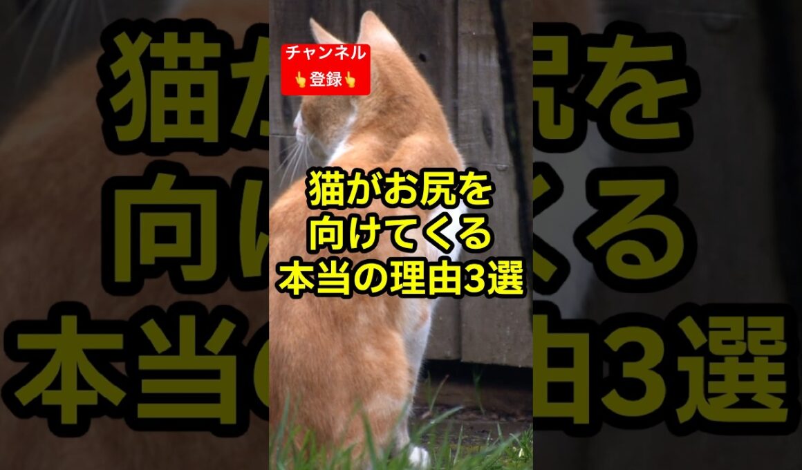 猫があなたにお尻を向けてくる本当の理由3選 #shorts #雑学 #豆知識 #cat #猫好き #猫動画