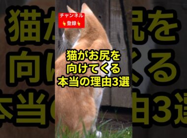 猫があなたにお尻を向けてくる本当の理由3選 #shorts #雑学 #豆知識 #cat #猫好き #猫動画