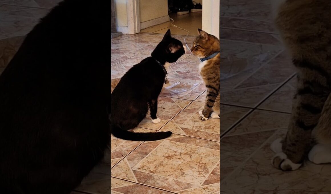 Brother Cats Showing Pure Love  #cat