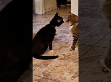 Brother Cats Showing Pure Love  #cat