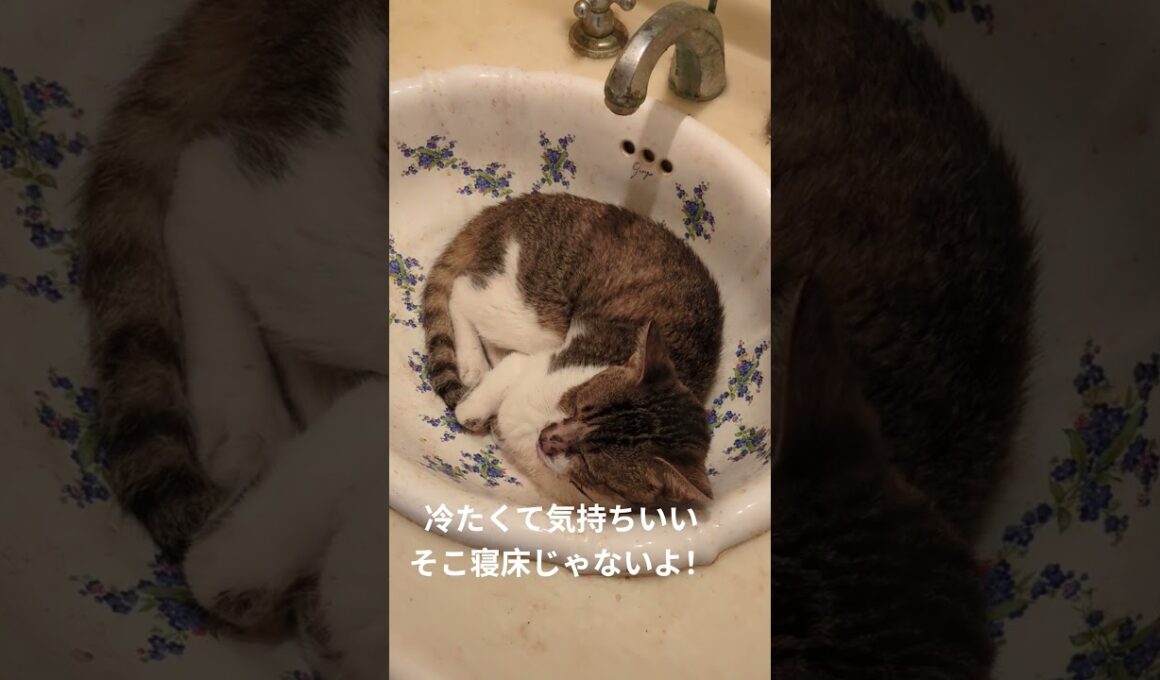 暑い日は交代でここで寝るよ！