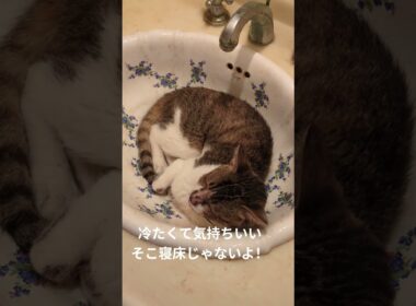 暑い日は交代でここで寝るよ！