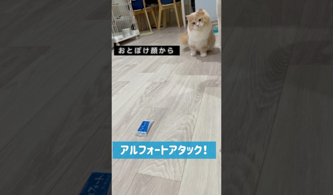 アルフォート アタック！おとぼけ猫の真剣勝負🐾 #猫 #マンチカン #猫動画 #癒やし #アルフォート #cat
