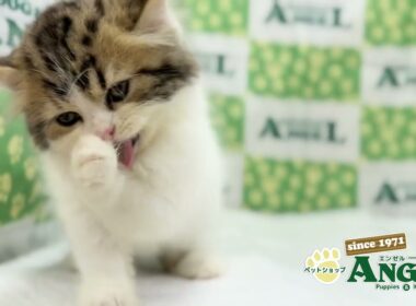 スコティッシュフォールド 2509073 【ペットショップエンゼル　子犬・子猫販売】