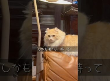 猫にインタビュー！ #shorts #ふうちゃんねる #キンカロー #猫 #cat