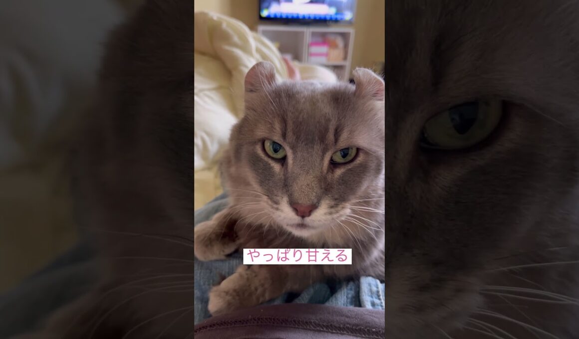 甘えたい #ねこ動画 #アメリカンカール #ねこ #catshorts