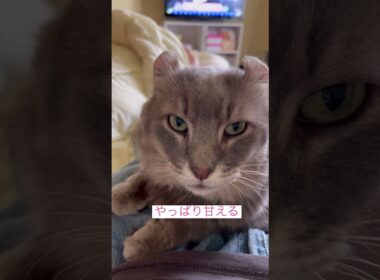甘えたい #ねこ動画 #アメリカンカール #ねこ #catshorts
